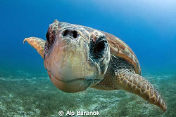 Nose touched to port :) Caretta caretta From Kaş / Turkiy... by Alp Baranok 